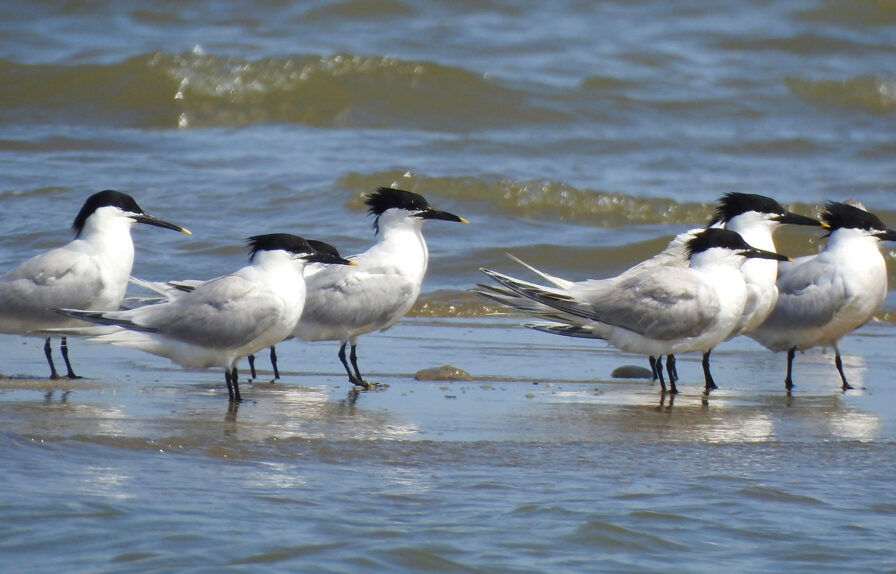 Sandwich terns.